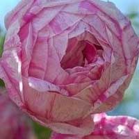 ��ŵ�ղ�����(Honorine de brabant)-0.jpg