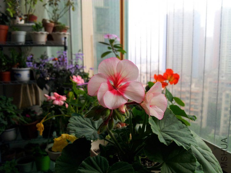 20130205_082556(1)_����.jpg