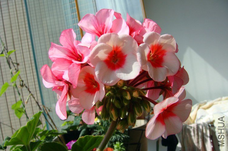 DSC07999_����.jpg