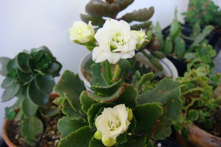 DSC07979_����.jpg