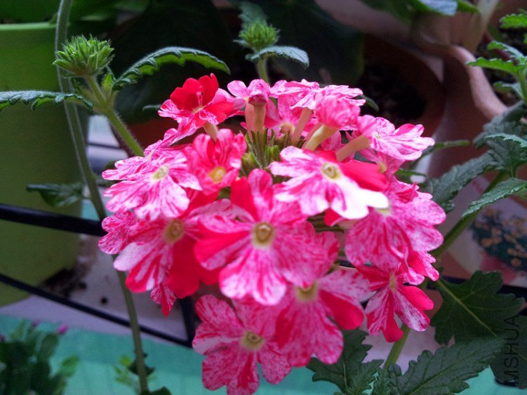 20130205_082648_����.jpg