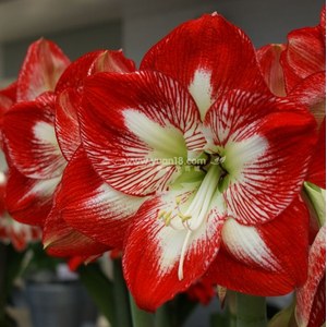 �����̳�����ĳ���������Ƭ