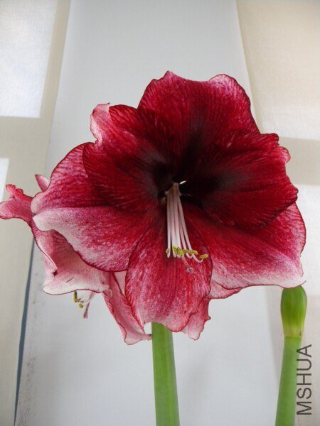 �����ҵĳ�������