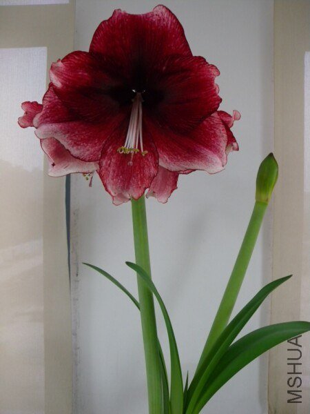 �����ҵĳ�������