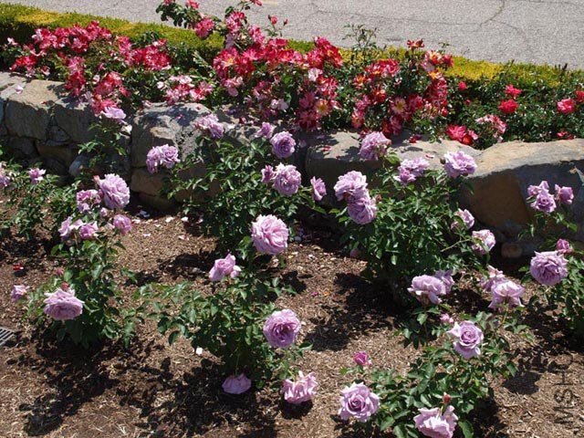 love song rose and fourth of july.jpg