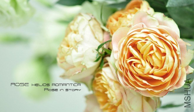 rose Helios Romantica2.jpg