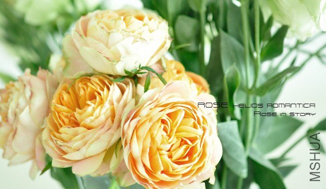 rose Helios Romantica1.jpg