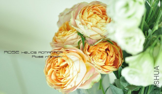 rose Helios Romantica.jpg