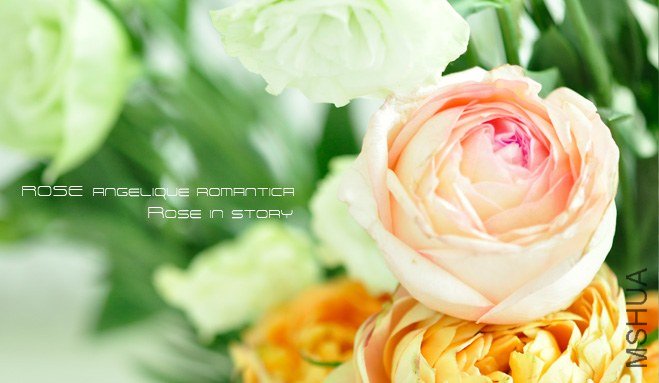 rose Angelique Romantica .jpg