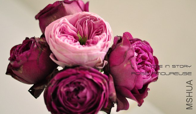AMOUREUSE 1.jpg