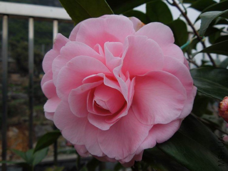 ������С DSCN4376.JPG