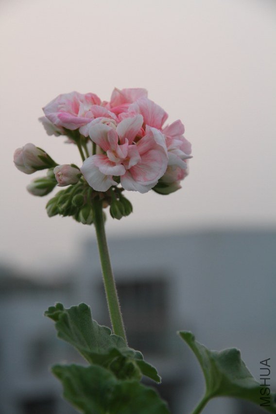 IMG_6054.JPG
