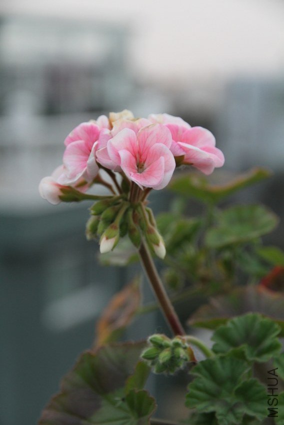 IMG_6056.JPG