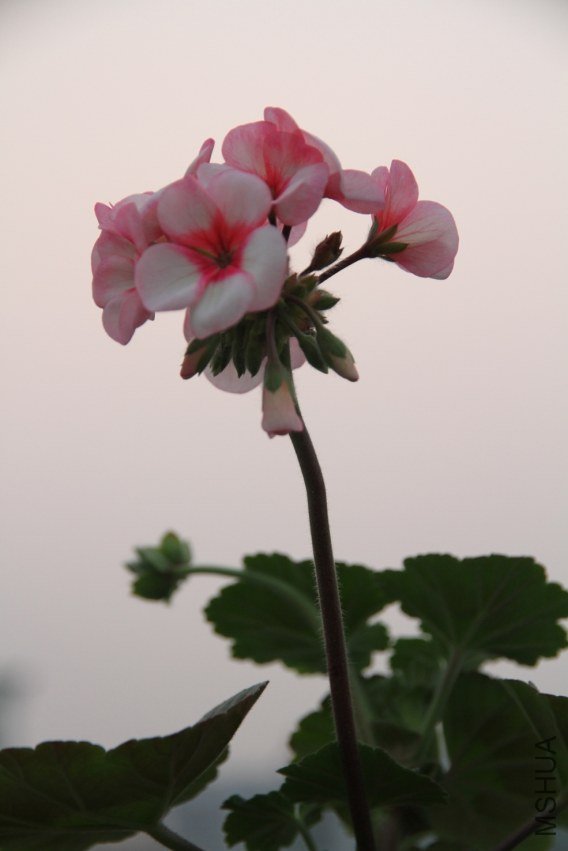 IMG_6059.JPG
