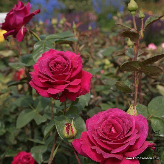 rose_lila_edelrose_big-purple_kordes_3.jpg