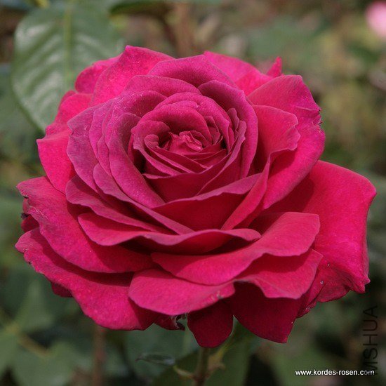 rose_lila_edelrose_big-purple_kordes_2.jpg