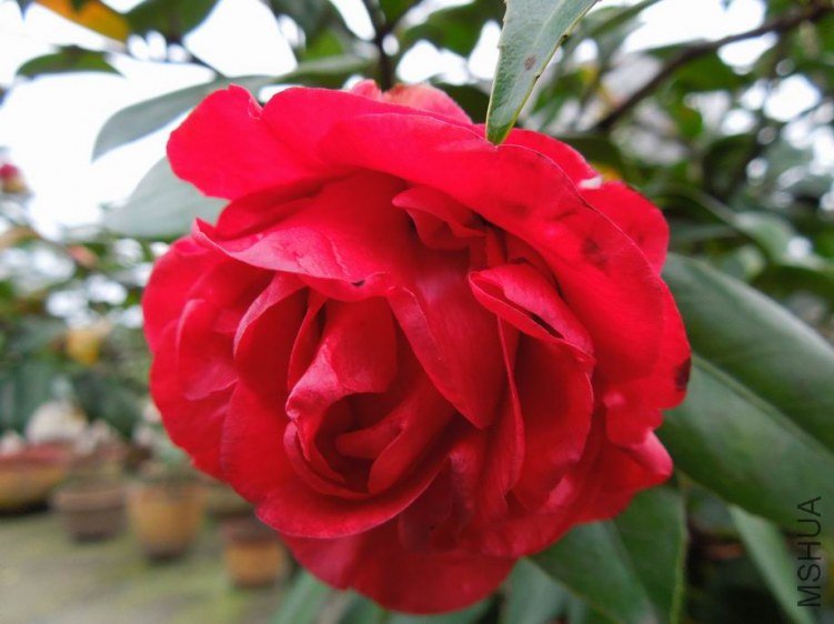 ������С DSCN4508.JPG