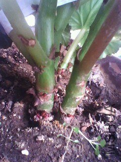 IMG0823A.jpg