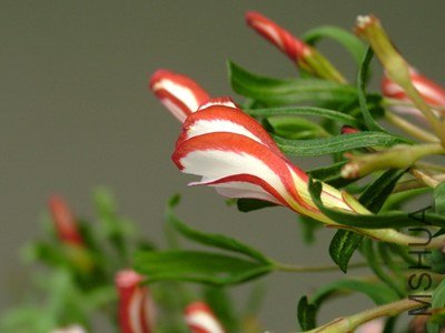 DSCF3089.jpg