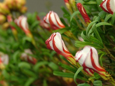 DSCF3090.jpg