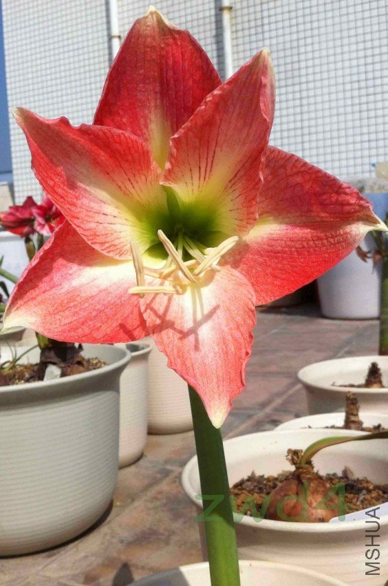 ˫����/˫ʱ��