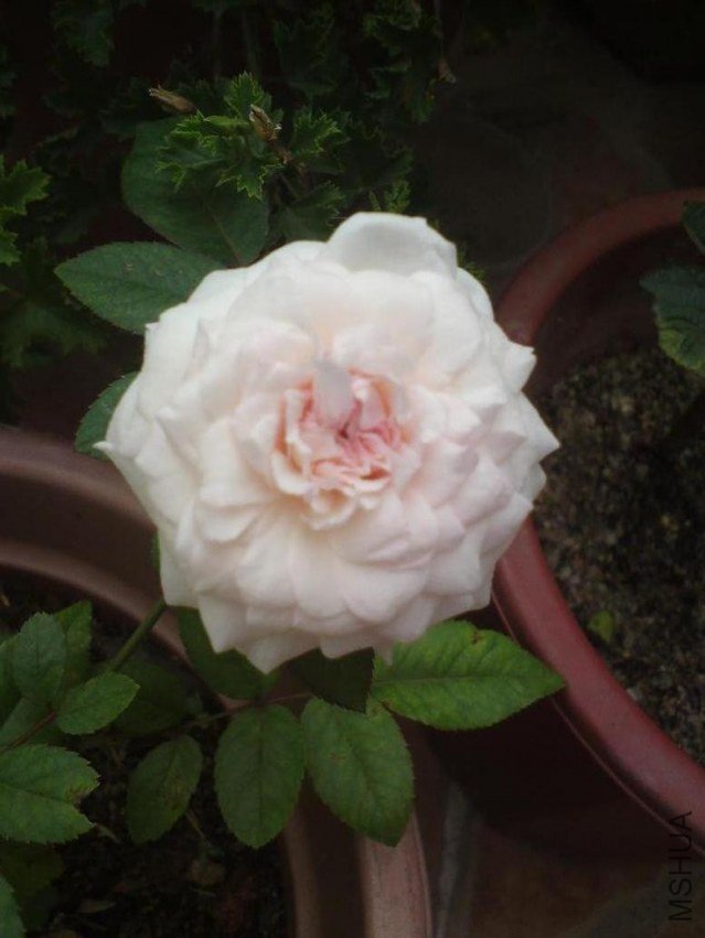 DSC01158.JPG