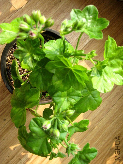 ��Ƭ 198_����.jpg