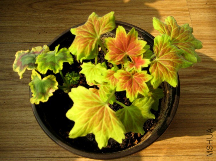 ��Ƭ 184_����.jpg