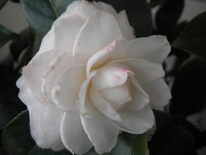 ��Ƭ 1318.jpg
