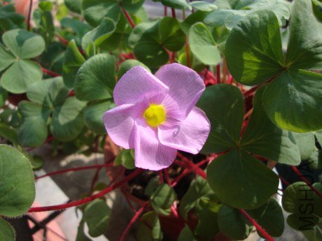 DSC00617.jpg