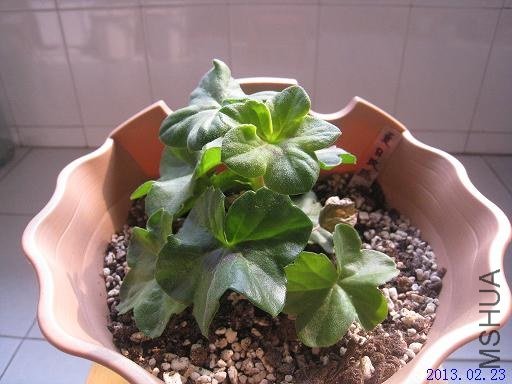 ����õ��