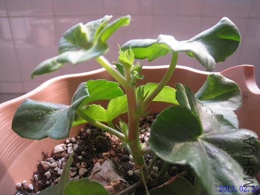 ����õ�����