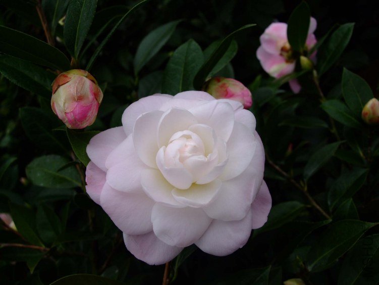 Ʈ�� 2013-2-23 002.jpg