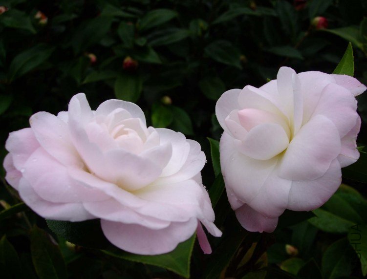 Ʈ�� 2013-2-23 008.jpg
