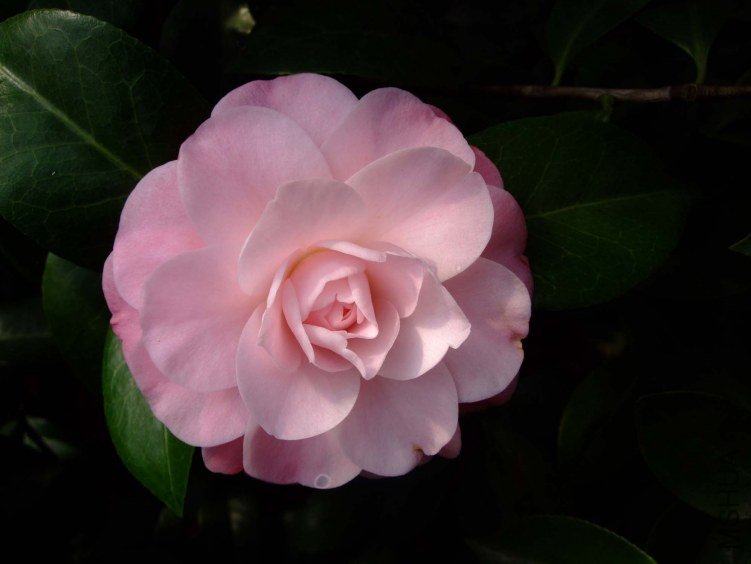 �찲�Ȼʺ� 2013-2-23 070.jpg