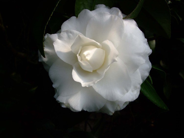 Ƥ˹���� 2013-2-23 094.jpg
