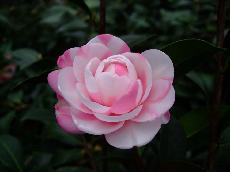 ���غ�˹ 2013-2-22 024.jpg