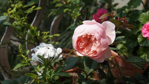 conew_conew_dsc02215.jpg