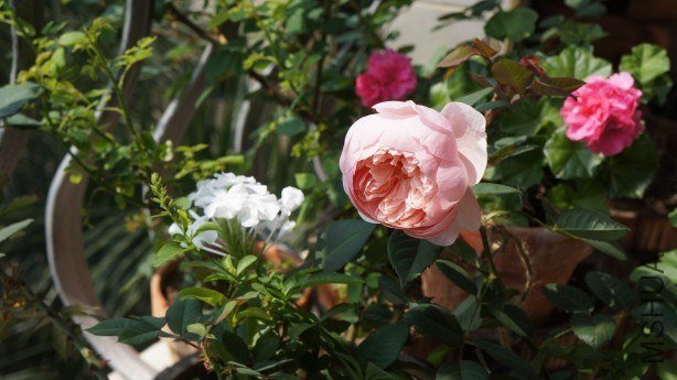 conew_conew_dsc02220.jpg