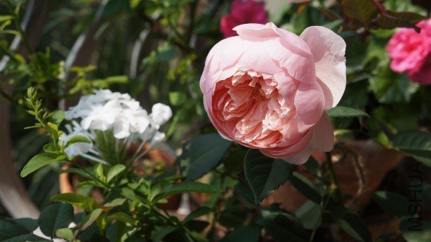conew_conew_dsc02221.jpg
