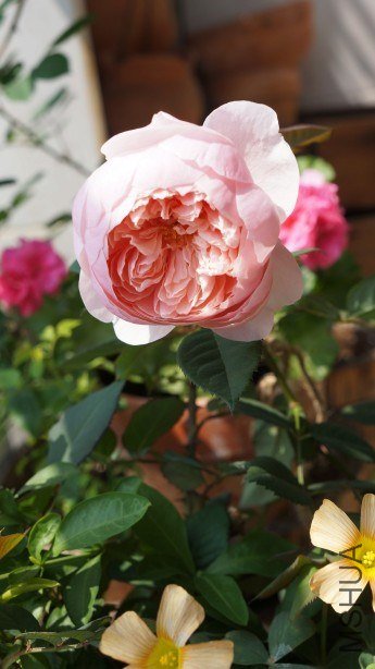 conew_conew_dsc02224.jpg