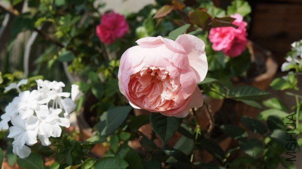 conew_conew_dsc02225.jpg