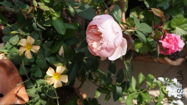 conew_conew_dsc02229.jpg
