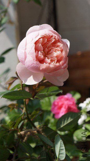 conew_conew_dsc02243.jpg