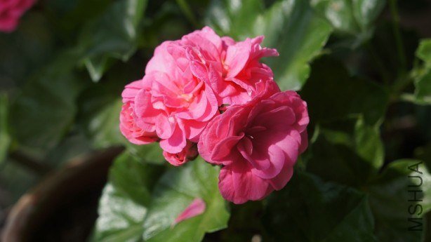 conew_conew_dsc02245.jpg