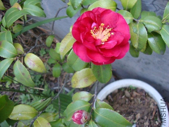 DSC03533.JPG