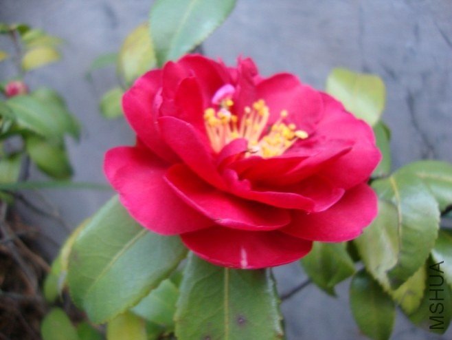 DSC03535.JPG