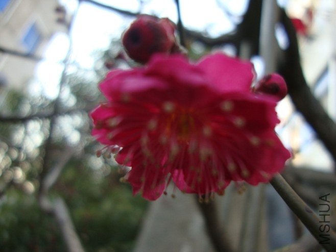 DSC03537.JPG