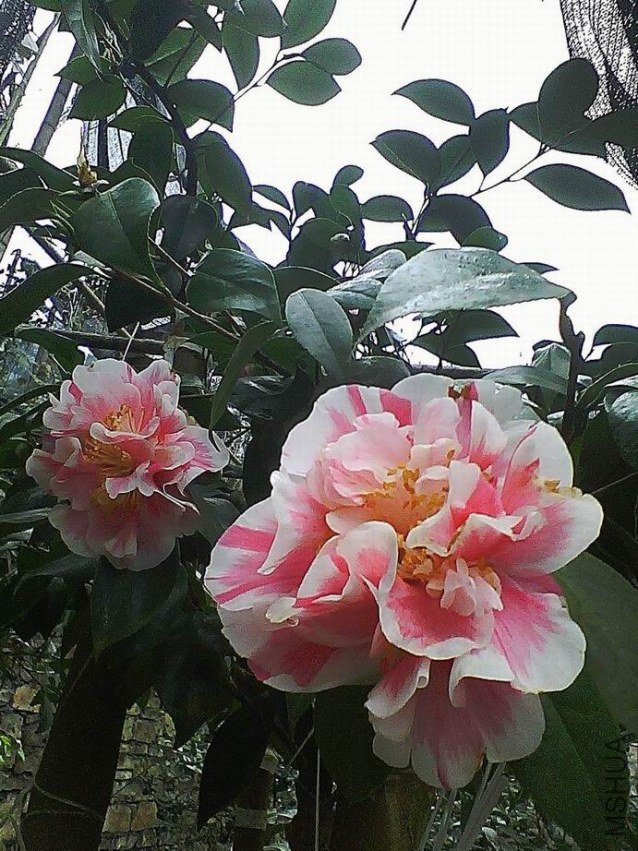 �ֻ���Ĺ�Դ��