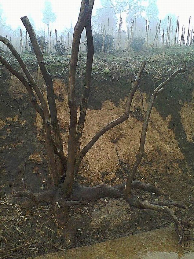 δ������ʽ�辰׮